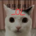 猫猫惊魂 