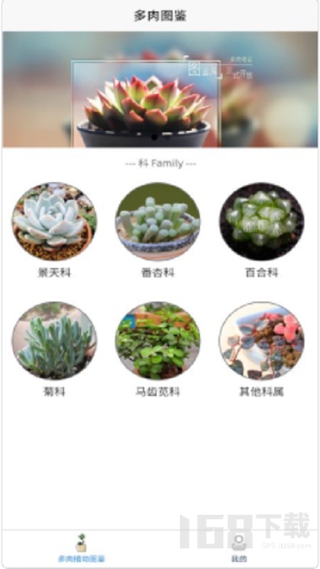 多肉植物陪护记