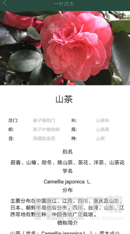 一叶识木