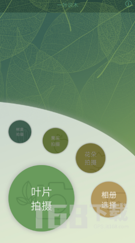 一叶识木