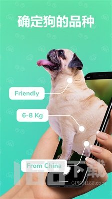 狗狗犬种识别