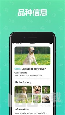 狗狗犬种识别