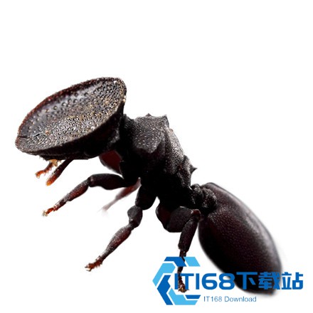 小小蚁国37手游
