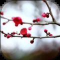 梅花易数笔记 