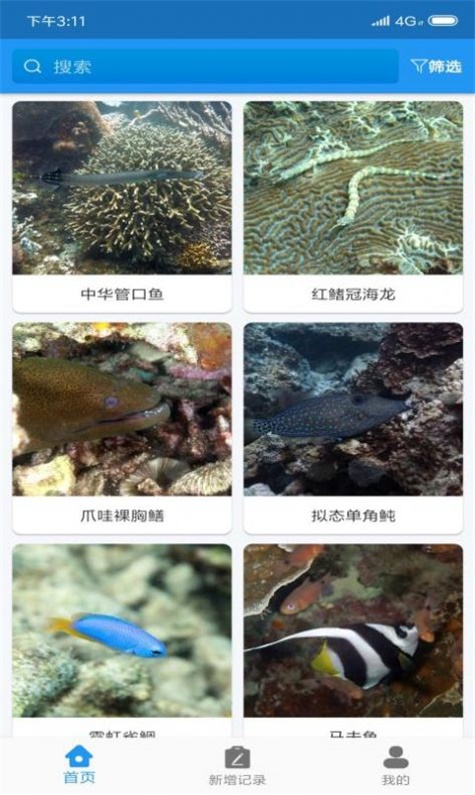 常见珊瑚礁鱼类速查