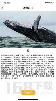 识别Animals