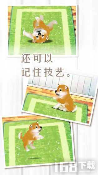 养育柴犬的治愈游戏