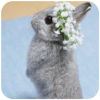 NewRabbitwallpaper 