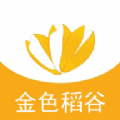 金色稻谷 