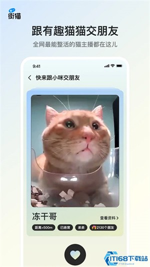 哈啰街猫流浪猫