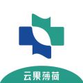 云果薄荷 