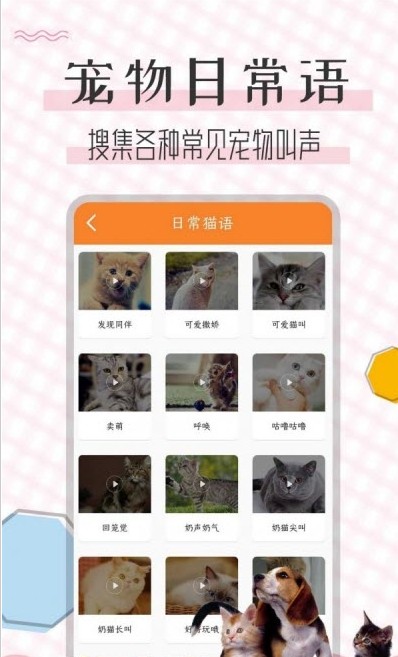 猫语翻译宝