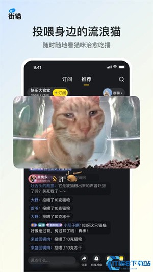 哈啰街猫流浪猫